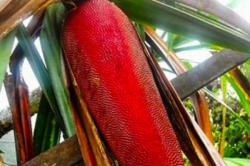 Buah Merah Hingga Kulit Kambing Asal Indonesia Diekspor ke 180 Negara Sepanjang 2021<