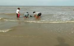 Lumba-Lumba Terdampar di Pantai Batakan Baru Tanah Laut