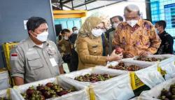 Tembus Pasar Internasional, 3,5 Ton Manggis Wanayasa Purwakarta Banjiri China