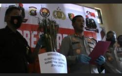 Bebas dari Penjara, Residivis Curas Sumsel-Lampung Berladang Ganja<
