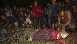 Momen Buaya Berkalung Ban Diselamatkan Warga Palu hingga Kembali ke Alam Liar