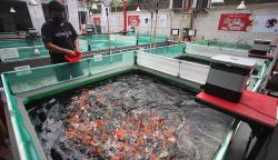 Bisnis Ikan Koi Impor Jepang, Harga hingga Puluhan Juta