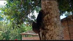 Cari Makan, Kuskus Masuk Permukiman Warga sambil Gendong Bayinya