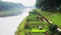 Ragam Sayuran Ditanam di Bantaran BKT, Omzet Rp3 Juta per Bulan