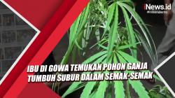 IRT di Gowa Temukan Pohon Ganja Tumbuh Subur dalam Semak-Semak