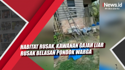 Video Habitat Rusak, Kawanan Gajah Liar Rusak Belasan Pondok Warga