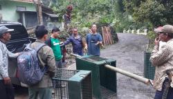 Macan Tutul Masuk Kebun, Warga Selajambe Kuningan Heboh<