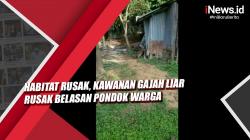 Habitat Rusak, Kawanan Gajah Liar Rusak Belasan Pondok Warga