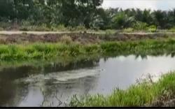 Warga Sembawa Banyuasin Resah, Buaya 5 Meter Muncul di Pinggir Jalan<