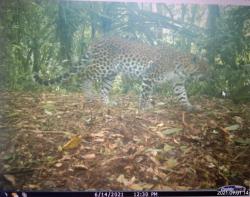 Macan Tutul Tertangkap Kamera di TNGGP Situ Gunung Sukabumi, Kepala Resort: Populasi Masih Terjaga <