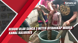 Video Heboh! Ular Sanca 3 Meter Ditangkap Warga Kamal Kalideres