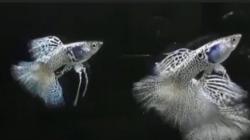 Berawal dari Hobi, Pria Ini Raih Omzet Puluhan Juta Rupiah dari Budi Daya Ikan Guppy