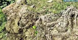 Keajaiban Alam di Ladang Jagung, Fosil Hewan Laut dan Ular Bersisik Bermunculan