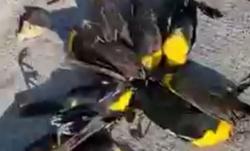   Menyeramkan, Ratusan Burung Tiba-Tiba Berjatuhan dari Langit lalu Mati