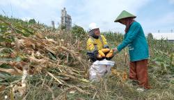 Semen Gresik Fasilitasi 361 Petani Sanggem Garap Lahan Seluas 119,25 Hektare di Rembang