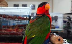 265 Ekor Satwa asal Papua Diselundupkan ke Surabaya, Ada Burung Nuri hingga Walabi 