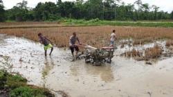 Aksi Perwira Polri di Yahukimo Papua, Bantu Bajak Sawah Warga untuk Ketahanan Pangan