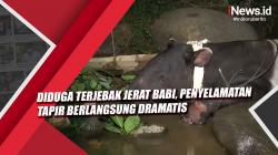 Video Diduga Terjebak Jerat Babi, Penyelamatan Tapir Berlangsung Dramatis