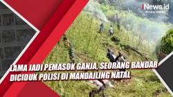 Video Lama jadi Pemasok Ganja, Seorang Bandar Diciduk Polisi di Mandailing Natal