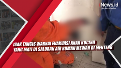 Video Isak Tangis Warnai Evakuasi Anak Kucing yang Mati di Saluran Air Rumah Mewah di Menteng