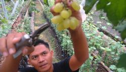 Budi Daya Anggur Impor, Dijual Rp100.000 per Kilogram