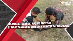 Dramatis, Evakuasi Kucing Terjebak di Tiang Penyangka Jembatan Kahayan Palangkaraya