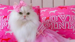 Wow, Perempuan Ini Habiskan Puluhan Juta Rupiah untuk Manjakan 2 Ekor Kucing