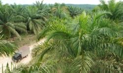 Pemprov Kalbar: 5.722 Unit Kendaraan Perusahaan Perkebunan Belum Bayar Pajak