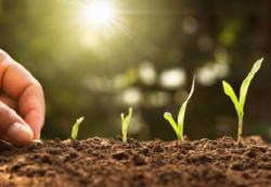 Perbedaan Xilem dan Floem pada Jaringan Tumbuhan dan Fungsinya