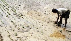 Kali Meluap, 18 Hektare Lahan Pertanian di Buton Tertutup Pasir