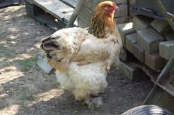   Ini Deretan Ayam Jumbo Terbesar di Dunia, Ada yang Tingginya Hampir 1 Meter 