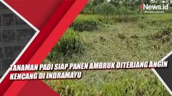 Video Tanaman Padi Siap Panen Ambruk Diterjang Angin Kencang di Indramayu<