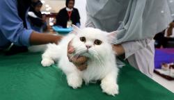 Melihat Tingkah Lucu Kucing Ikut Kontes