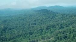 Hutan Perawan Kalimantan, Tempat Tak Terjamah Banyak Manusia Jadi Daerah Resapan<