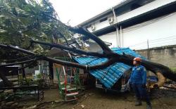 Hujan Angin di Bogor, Pohon Tumbang Timpa Mobil dan Bangunan di Citeureup<