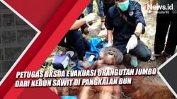 Petugas BKSDA Evakuasi Orangutan Jumbo di Kebun Sawit Pangkalan Bun