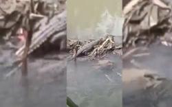 Heboh Kawanan Buaya Teror Warga di Bandar Lampung, 2 Ekor Masih Anakan<