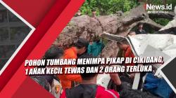 Video Pohon Tumbang Menimpa Pikap di Cikidang, 1 Anak Kecil Tewas dan 2 Orang Terluka