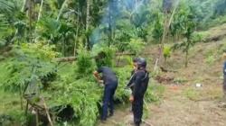 Polda Lampung Temukan 6,28 Hektare Kebun Ganja di Aceh Utara 