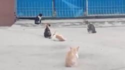 Heboh, Ratusan Kucing Liar Serbu Permukiman Warga Ciluncat Bandung<