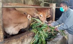 Pasokan Daging Sapi di Batang Aman, 5 Kuintal Penuhi Kebutuhan Warga Tiap Hari