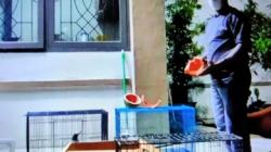 Petugas Gagalkan Penyelundupan 59 Satwa Liar di Sorong, Reptil hingga Burung Endemik<