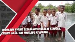 Video Bertaruh Nyawa Seberangi Sungai ke Sekolah, Siswa SD di Ende Mengadu ke Jokowi 