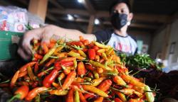 Sempat Naik di Akhir 2022, Harga Cabai Kini Mulai Turun
