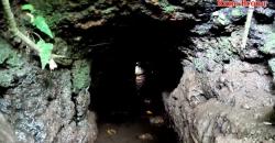 Penemuan Aneh Terowongan Kuno di Bawah Pohon Beringin, Mirip Jalan Ular Besar