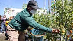 Inspiratif, Petani Tomat Ini Hasilkan Rp350 Juta per 3 Bulan