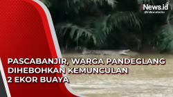 Video Pascabanjir, Warga Pandeglang Dihebohkan Kemunculan 2 Ekor Buaya