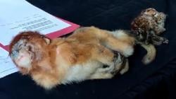 2 Anakan Satwa Dilindungi Mati Mengenaskan saat Diselundupkan dari Kalimantan ke Surabaya