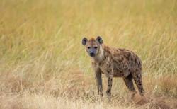 7 Fakta Hyena, Hewan yang Punya Rahang Kuat Lebih dari Singa