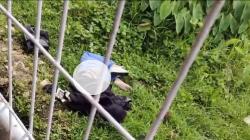 Kantongi Rekaman CCTV, Polisi Buru Pembunuh Perempuan Cantik Bertato di Arcamanik